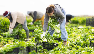Many agricultural jobs, including those who harvest crops, are considered seasonal workers. 
